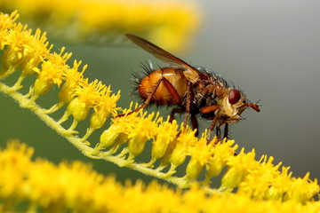 Igelfliege