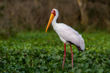The colourful Yellow Billed Stork