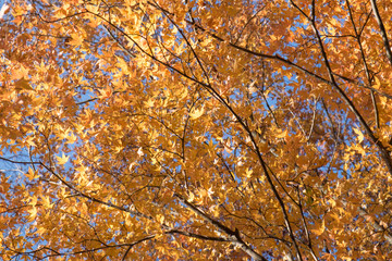 Autumn maple momiji leaf in blue sky background. Seasonal natural landscape in fall season.