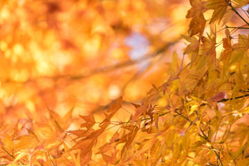 Autumn maple momiji leaf in blue sky background. Seasonal natural landscape in fall season.