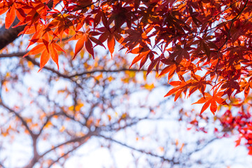 Autumn maple momiji leaf. Seasonal natural landscape in fall season.