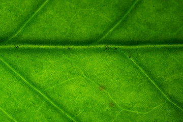 Obraz na płótnie Canvas Leaf vine of Zamioculcas