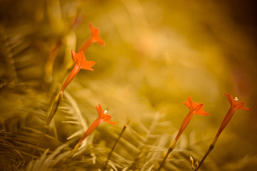 Cypress Vine, red flowers cut to the green background.