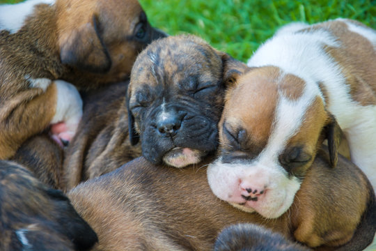 Sleeping sweet boxer puppies