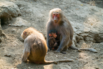 monkey on the mountain. the nyiregyhaza zoo 
