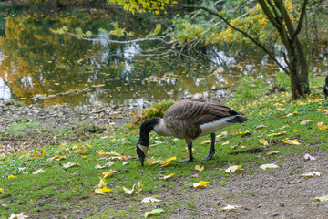 Canadian goose