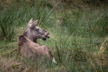 Moose laying on the grass in Bayerischer Wald National Park, Germany