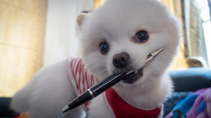 naughty dog and pen.Pomeranian white