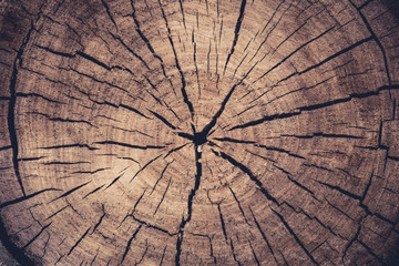 tinted photo of a wooden log end cut, annual rings and cracks coming from the center, abstract background texture