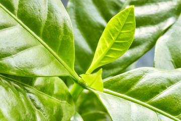 Close up picture of arabica coffee leaves, selective focus.