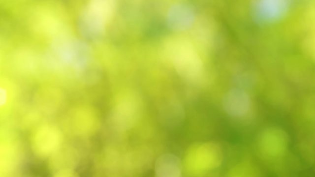 Beautiful green bokeh nature background. Video of defocused sunny foliage of deciduous trees. Real time 4k footage.