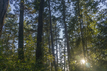 Fototapeta premium Forest trees from below looking up to canopy