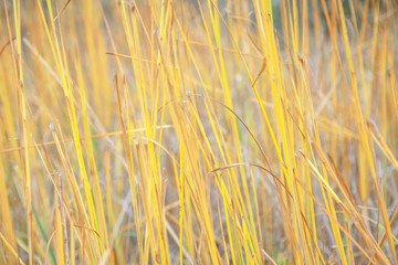dry grass background