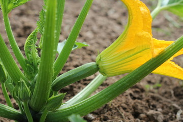 Zucchini plants in blossom on the garden bed