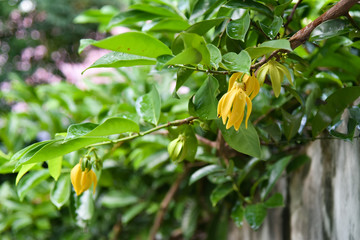 Ilang-ilang flower on tree