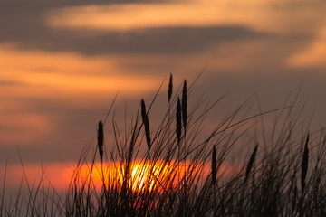 Strandhafer im Abendrot