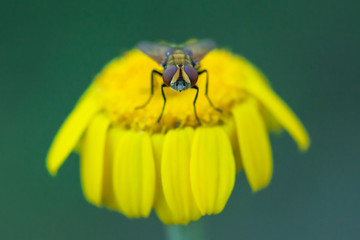vista frontale di una mosca posata su un fiore giallo, sfondo sfocato