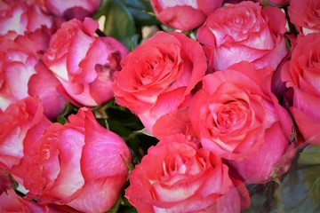 Bouquet of pink roses