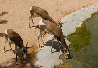 Young deers drinking from the river in the zoo