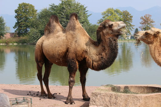 ANIMALI 