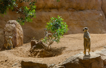 Group of meerkat animals in the zoo
