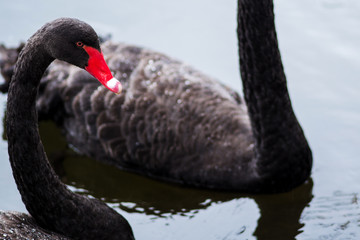 Black swan. Two black swans swim in lake.