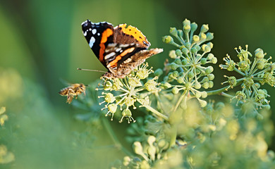 Obraz premium Bee and Butterfly