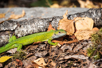 Green Lizard on the Ground