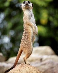 ANIMALI  © Lucrezia