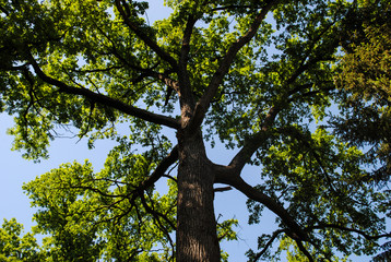 Beautiful vegetation in the park Sofiyivka