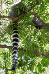 Sleppy lemur sitting on the wooden stick on the green tree