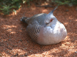 Австралийский хохлатый бронзовокрылый голубь сидящий на земле