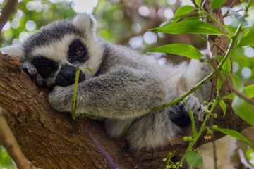 Sleppy lemur sitting on the wooden stick on the green tree