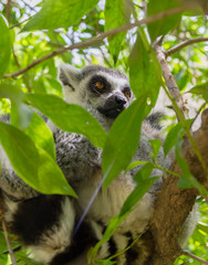 Sleppy lemur sitting on the wooden stick on the green tree