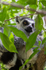 Sleppy lemur sitting on the wooden stick on the green tree