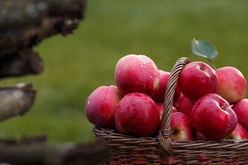 The focus of red apples in the basket. Part of the wooden fence is blurred in the frame