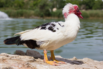 White duck with read head and black tail on the stone near the water