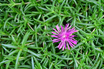 flowering plants