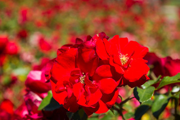 Red colorful flowers macro photo