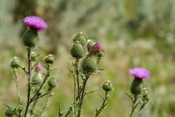 a lot of Thistle flowers on a green summer day outdoors outdoors