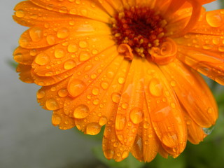wrapped, lively, medicinal, grass, background, sun, bud, head, morning, vigor, gentle, sunny, design, perfect, shape, round, plucked, many, gather, harvest, dry, cut, dew, drop, moisture,