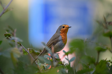 Robin (redbreast) close up with blue traffic sign in the background