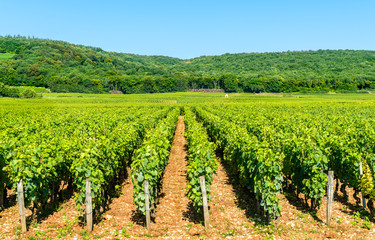 Fototapeta na wymiar View of Cote de Nuits vineyards in Burgundy, France