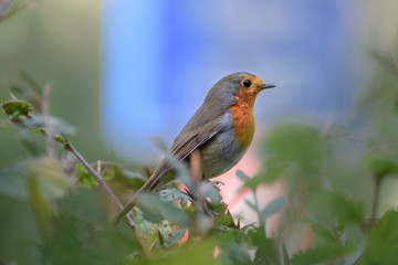 Robin (redbreast) close up with blue traffic sign in the background