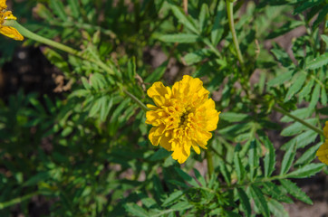 Various different flowers with vivid colours in bright summer light