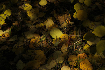 birch leaves in autumn
