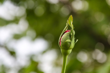 Beautiful rose buds in my garden in summer