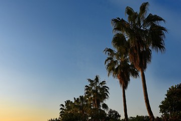 Tropical palms diagonal at sunset