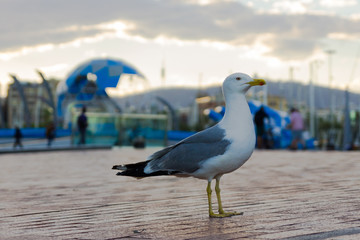 Seagull bird standing on the port wood floor with people on the background