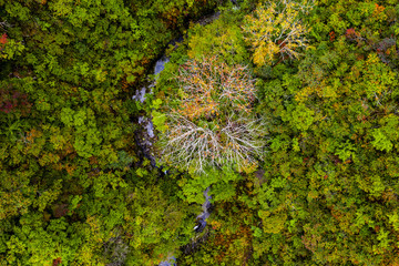 医王山　紅葉　空撮
